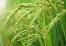 استفاده از ژن‌های برنج برای افزایش قدرت باروری دام