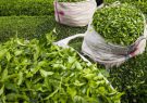 افزایش ۳۰ درصدی خرید تضمینی برگ سبز درجه یک چای برای امسال