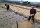 آغاز خزانه‌گیری برنج در شالیزارهای مازندران 