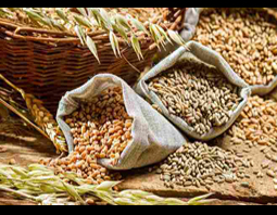 پیش‌بینی OECD و FAO از وضعیت بخش غلات ایران