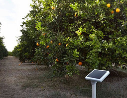 ساخت پنل‌های خورشیدی متحرک برای اراضی کشاورزی