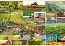 جزییات برنامه‌های جهش تولید در بخش کشاورزی