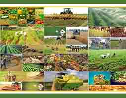 جزییات برنامه‌های جهش تولید در بخش کشاورزی
