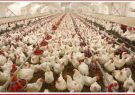 زیان ۱۲۰۰ میلیاردی صنعت مرغ گوشتی در یک ماه/ ارسال نامه به رهبری