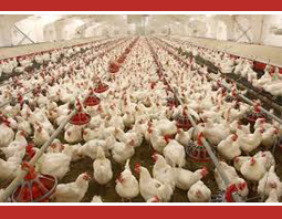 زیان ۱۲۰۰ میلیاردی صنعت مرغ گوشتی در یک ماه/ ارسال نامه به رهبری