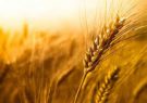 تولید تمام گندم کشور از سال آینده بر اساس ثبت سفارش انجام می‌شود