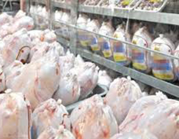 می‌توانیم 2 هزار تن بیش از نیاز مصرف روزانه مرغ به بازار عرضه کنیم