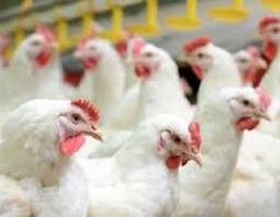 صادرات مرغ و تخم مرغ ایران به افغانستان آزاد شد