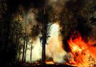 «آتش» صنعت کشاورزی استرالیا را هم سوزاند