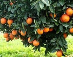 تولید ۱۳ میلیون تن محصول باغی در سال ۹۸/ پرتقال و نارنگی در صدر+ اینفوگراف