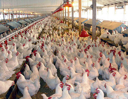 ادامه روند افزایشی قیمت نهاده‌های دامی وارداتی/ امید به افزایش قیمت مرغ در روزهای آتی