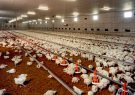 صنعت مرغداری در حال به گل نشستن است/ مقصر اصلی معدوم سازی ‌۱۵ میلیون قطعه جوجه یکروزه کیست؟