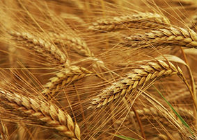 خرید تضمینی 825 هزار تن گندم مازاد بر نیاز کشاورزان