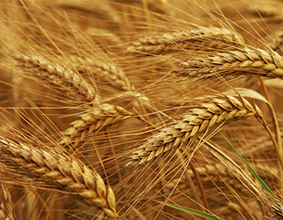 خرید تضمینی 825 هزار تن گندم مازاد بر نیاز کشاورزان