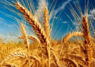 خرید ۱.۵ میلیون تن گندم/ روزهای خوب خرید در پیش است