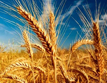 خرید ۱.۵ میلیون تن گندم/ روزهای خوب خرید در پیش است