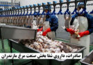 صادرات، داروی شفا بخش صنعت مرغ مازندران