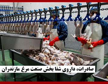 صادرات، داروی شفا بخش صنعت مرغ مازندران