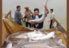 صید ماهیان خاویاری در گیلان ممنوع است