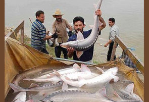 صید ماهیان خاویاری در گیلان ممنوع است