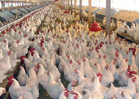 دفترداران قیمت مرغ را کنترل می‌کنند نه وزارتخانه‌ها