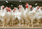 زیان ۲ هزار و ۳۰۰ میلیارد تومانی مرغداران به دلیل عدم توازن عرضه و تقاضا