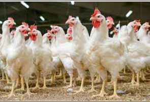 زیان ۲ هزار و ۳۰۰ میلیارد تومانی مرغداران به دلیل عدم توازن عرضه و تقاضا