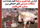 گزارش‌‌ خودخوری مرغ‌ها تایید نشده است/ مشکلات مدیریتی دلیل احتمالی بروز بیماری کانی‌بالیسم