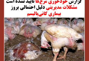 گزارش‌‌ خودخوری مرغ‌ها تایید نشده است/ مشکلات مدیریتی دلیل احتمالی بروز بیماری کانی‌بالیسم