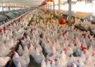 مرغداران نیمی از نهاده‌های دامی‌را‌با نرخ‌آزاد‌تهیه می‌کنند