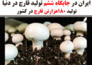 ایران در جایگاه ششم تولید قارچ در دنیا / تولید ۱۸۰هزارتن قارچ در کشور