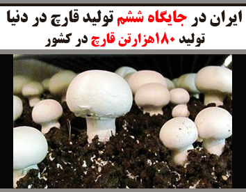 ایران در جایگاه ششم تولید قارچ در دنیا / تولید ۱۸۰هزارتن قارچ در کشور