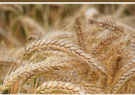 ۳.۵ میلیون تن گندم خرید تضمینی شد/ کیفیت گندم‌ افزایش یافت