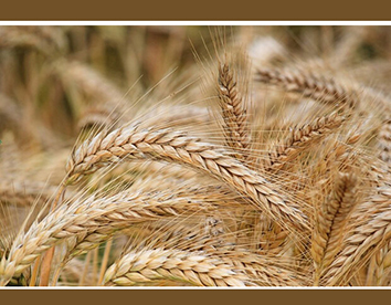 ۳.۵ میلیون تن گندم خرید تضمینی شد/ کیفیت گندم‌ افزایش یافت
