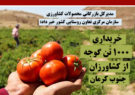 خریداری 1000 تُن گوجه از کشاورزان جنوب کرمان