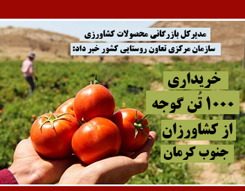 خریداری 1000 تُن گوجه از کشاورزان جنوب کرمان