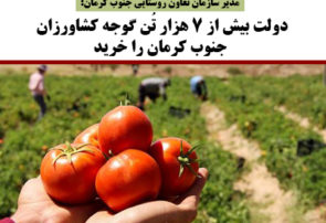 دولت بیش از ۷ هزار تُن گوجه کشاورزان جنوب کرمان را خرید