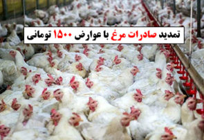 تمدید صادرات مرغ با عوارض ۱۵۰۰ تومانی