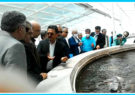نشست کارگروه تکثیر و پرورش ماهی تیلاپیا در بافق برگزار شد
