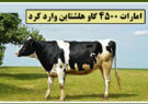 امارات ۴۵۰۰ گاو هلشتاین وارد کرد
