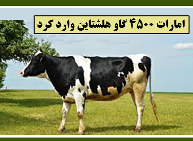 امارات ۴۵۰۰ گاو هلشتاین وارد کرد