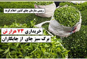 خریداری ۷۳ هزار تن برگ سبز چای از چایکاران