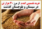 خرید تضمینی گندم از مرز ۳۰ هزار تن در سیستان و بلوچستان گذشت