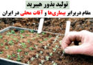 تولید بذور هیبرید مقام دربرابر بیماری‌ها و آفات محلی در ایران