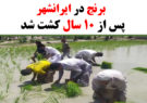 برنج در ایرانشهر پس از ١٠ سال کشت شد