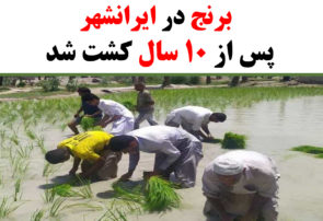 برنج در ایرانشهر پس از ١٠ سال کشت شد