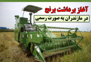 آغاز برداشت برنج در مازندران به صورت رسمی