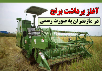 آغاز برداشت برنج در مازندران به صورت رسمی