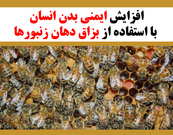 افزایش ایمنی بدن انسان با استفاده از بزاق دهان زنبورها