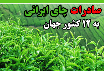 صادرات چای ایرانی به 12 کشور جهان